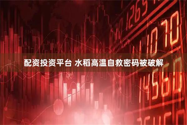 配资投资平台 水稻高温自救密码被破解